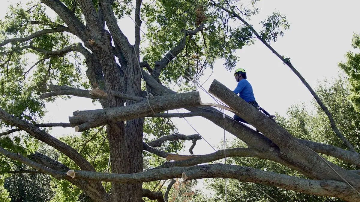 Professional Crown Thinning performed by certified arborists in Cameron